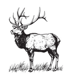 Deer, reindeer or elk isolated sketch of wild mammal animal. Brown stag of adult deer with large antlers for hunting sport club or zoo symbol, forest wildlife themes design