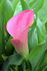 Obraz premium A calla lily pink flower in close-up and long green leaves in the background