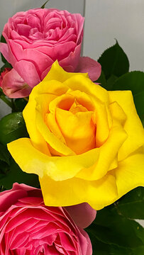 red and yellow rose