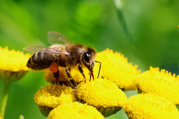 Bee
