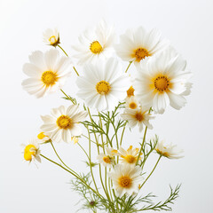 Fototapeta premium A beautiful bouquet of fresh white daisy on white background. 
