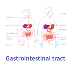 Infographic of human digestive system