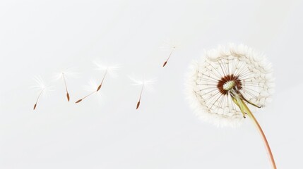 Dandelion with Seeds Blowing Away on White Background