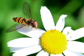 Hoverfly