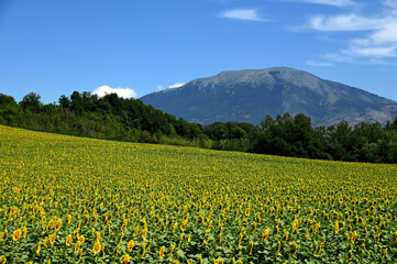 Field of sunflowers