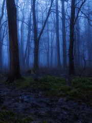 Scary dark forest in the evening. Moody autumn woods in blue tones. Strange place. Fairy forest with fog.
