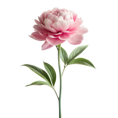 single peony flower long stem isolated on white background
