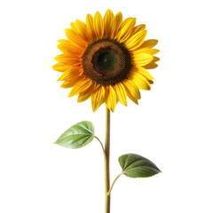 Obraz premium single sunflower long stem isolated on white background