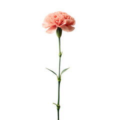 single carnation flower long stem isolated on white background