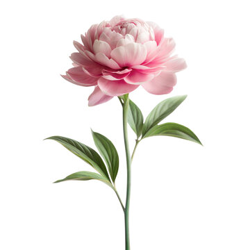 single peony flower long stem isolated on white background