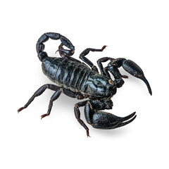 isolated of Black Scorpion on transparent Background: A detailed and menacing black scorpion with prominent claws and a segmented tail, isolated on a pure white background. Perfect for sense of danger