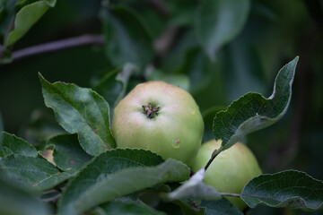 Green organic apples growing in the summer orchard. Beautiful summer scenery of Latvia, Northern Europe.