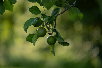 Green organic apples growing in the summer orchard. Beautiful summer scenery of Latvia, Northern Europe.