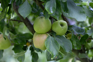 Green organic apples growing in the summer orchard. Beautiful summer scenery of Latvia, Northern Europe.