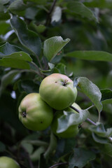 Green organic apples growing in the summer orchard. Beautiful summer scenery of Latvia, Northern Europe.