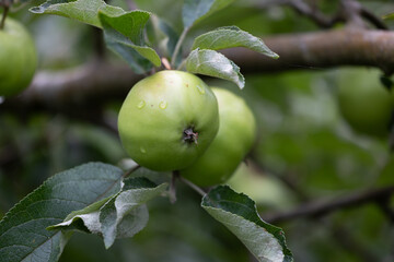 Green organic apples growing in the summer orchard. Beautiful summer scenery of Latvia, Northern Europe.