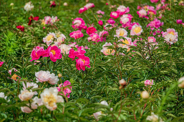 nice peonies in the garden