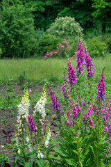 foxglove  flowers  in the garden