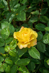 nice roses in the garden