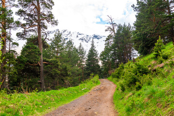 Fototapeta premium A picturesque mountain trail with pine trees on the background of a snow-covered cliff. The mountains of the North Caucasus. Russia.