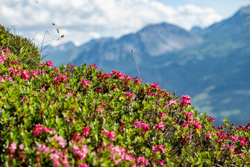 Alpenrosen in den Schweizer Alpen