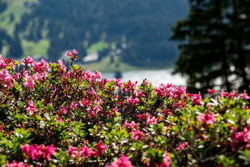 Alpenrosen in den Schweizer Alpen