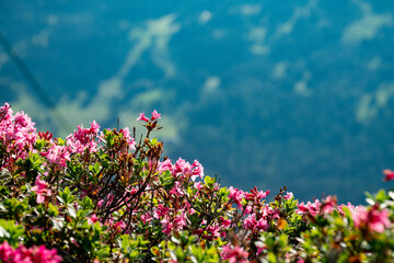 Alpenrosen in den Schweizer Alpen