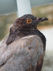 Pigeon is a plump bird with small head short necked and legs, long pointed wings.