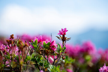 Alpenrosen in den Schweizer Alpen