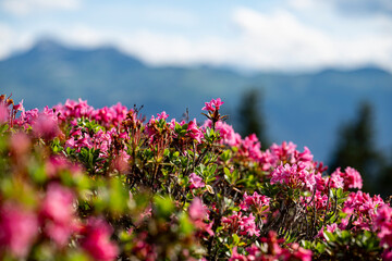 Alpenrosen in den Schweizer Alpen