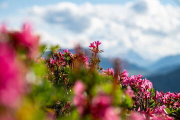 Alpenrosen in den Schweizer Alpen