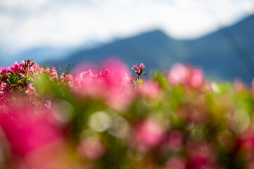 Alpenrosen in den Schweizer Alpen