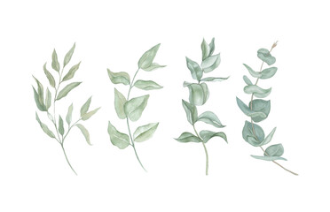 Hand Drawn Eucalyptus Branches with Green Leaves, Floral Illustration