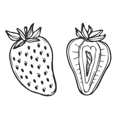 Vector strawberries set, line art drawing, hand drawn botanical outline illustration. Half and whole strawberry