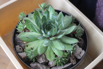 rojnik Carmen Sempervivum