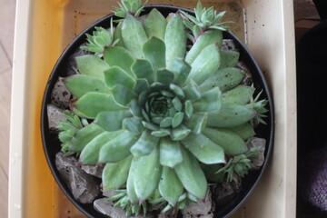 rojnik Carmen Sempervivum