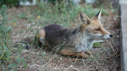 Fox 8