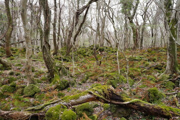 mossy rocks and bare trees in early spring forest