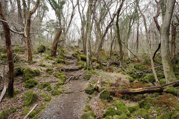 mossy rocks and bare trees in early spring forest