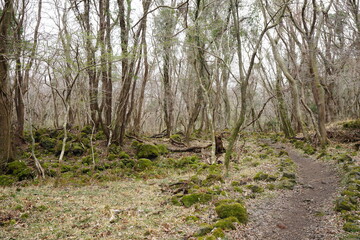 dreary forest with bare trees and pathway