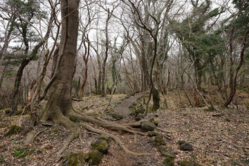 dreary forest with bare trees and pathway