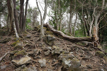 dreary forest with bare trees and pathway