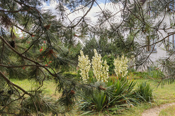 Yucca plant surrounded by pine branches in the garden near the house