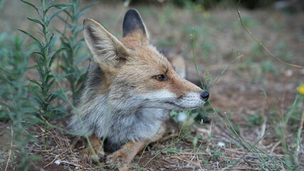 Fox 14