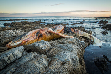 Dead whale carcass washed up on shore © Tyrone