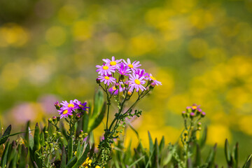 Purple flowers in a meadow