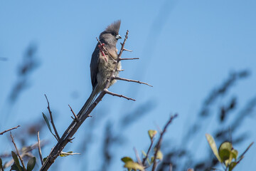 Speckled mouse bird in a tree