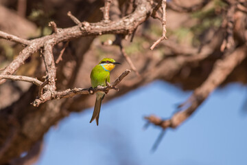 Bee eater perched on a branch