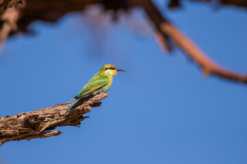 Bee eater perched on a branch