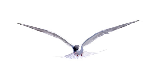 isolated large sterna in fast free flight